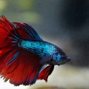 10-interesting-facts-about-animal-part-8-8