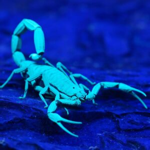 10-interesting-facts-about-animal-part-9-10