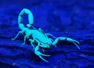 10 interesting facts about animal (part 9)