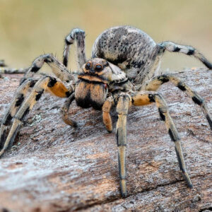 10-interesting-facts-about-animal-part-9-4