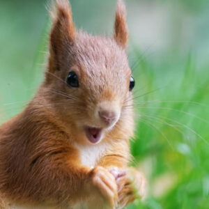 ten-interesting-facts-about-animal-part-1