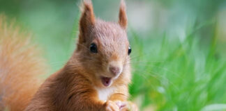 10 interesting facts about animal (part 1)