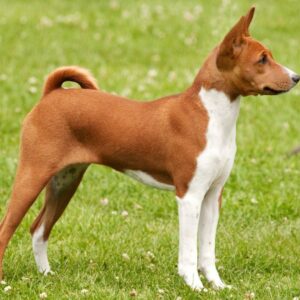 ten-interesting-facts-about-animal-part-1-7