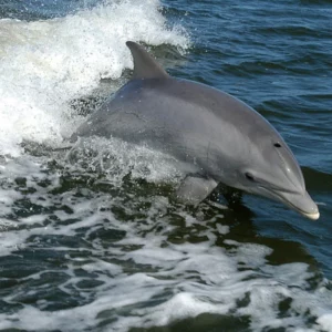 ten-interesting-facts-about-animal-part-1-8