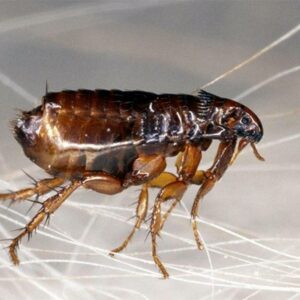 ten-interesting-facts-about-animal-part-1-9