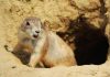 10 interesting facts about animal (part 6)