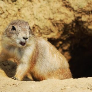 10-interesting-facts-about-animal-part-5-1