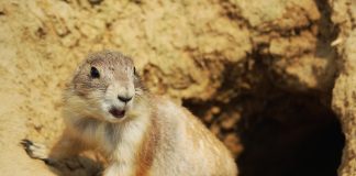 10 interesting facts about animal (part 6)