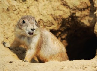 10 interesting facts about animal (part 6)