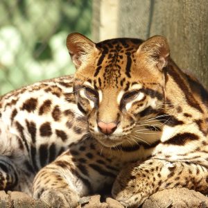 10-interesting-facts-about-animal-part-5