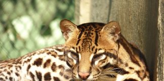 10 interesting facts about animal (part 5)