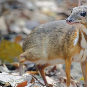 chevrotain