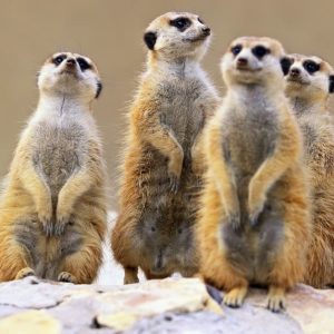 meerkat