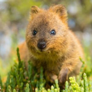 quokka