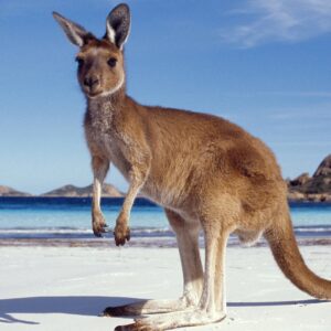 10-interesting-facts-about-australia-part-1-1