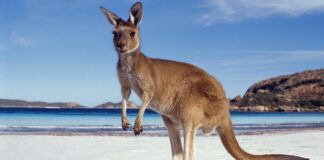 10 interesting facts about Australia (part 1)