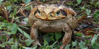 10 interesting facts about Australia (part 6)